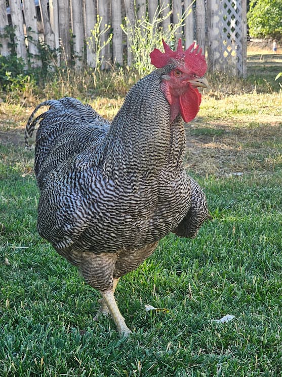 Standard Bred Barred Rock rooster on pasture at Shaggy Ink Farms, Anderson California