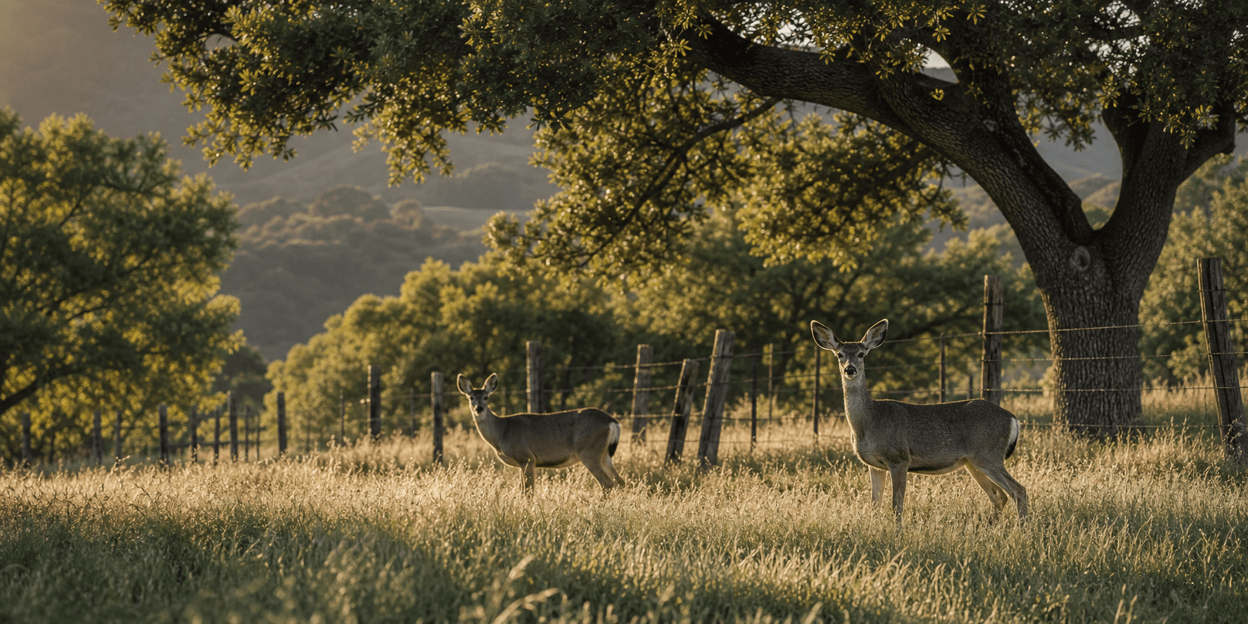 Mule deer standing in golden Northern California oak pasture near a rustic fence line
